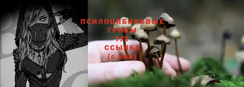 Галлюциногенные грибы Psilocybine cubensis  Алзамай 